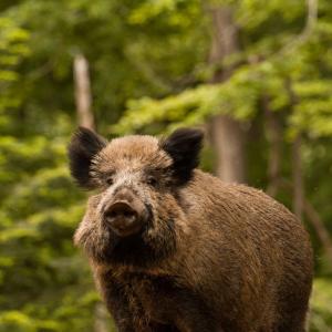 Ismail Ahmad Kanabawi